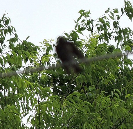 Northern Rough-winged Swallow - ML329039841