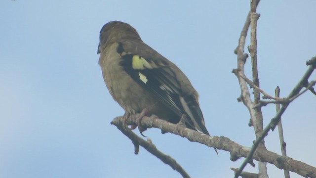 Evening Grosbeak - ML329039931