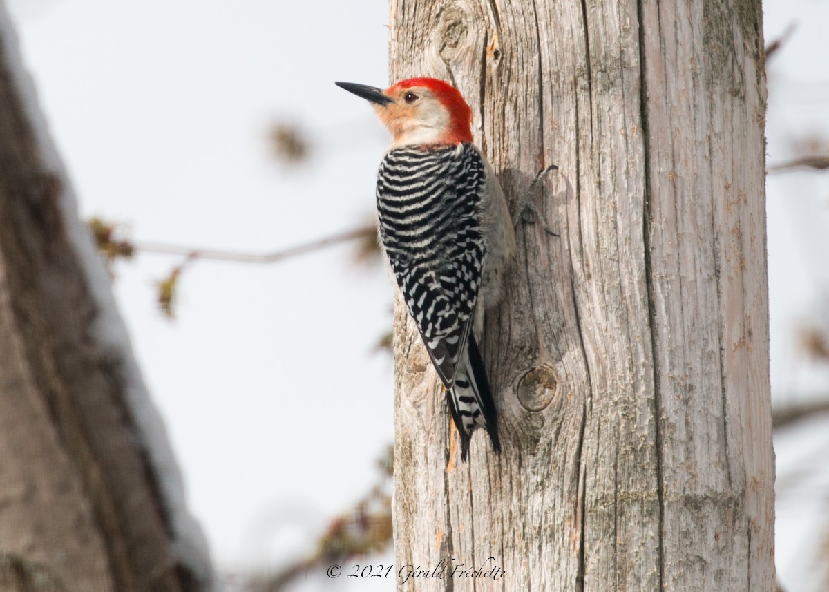 Red-bellied Woodpecker - Gérald Fréchette