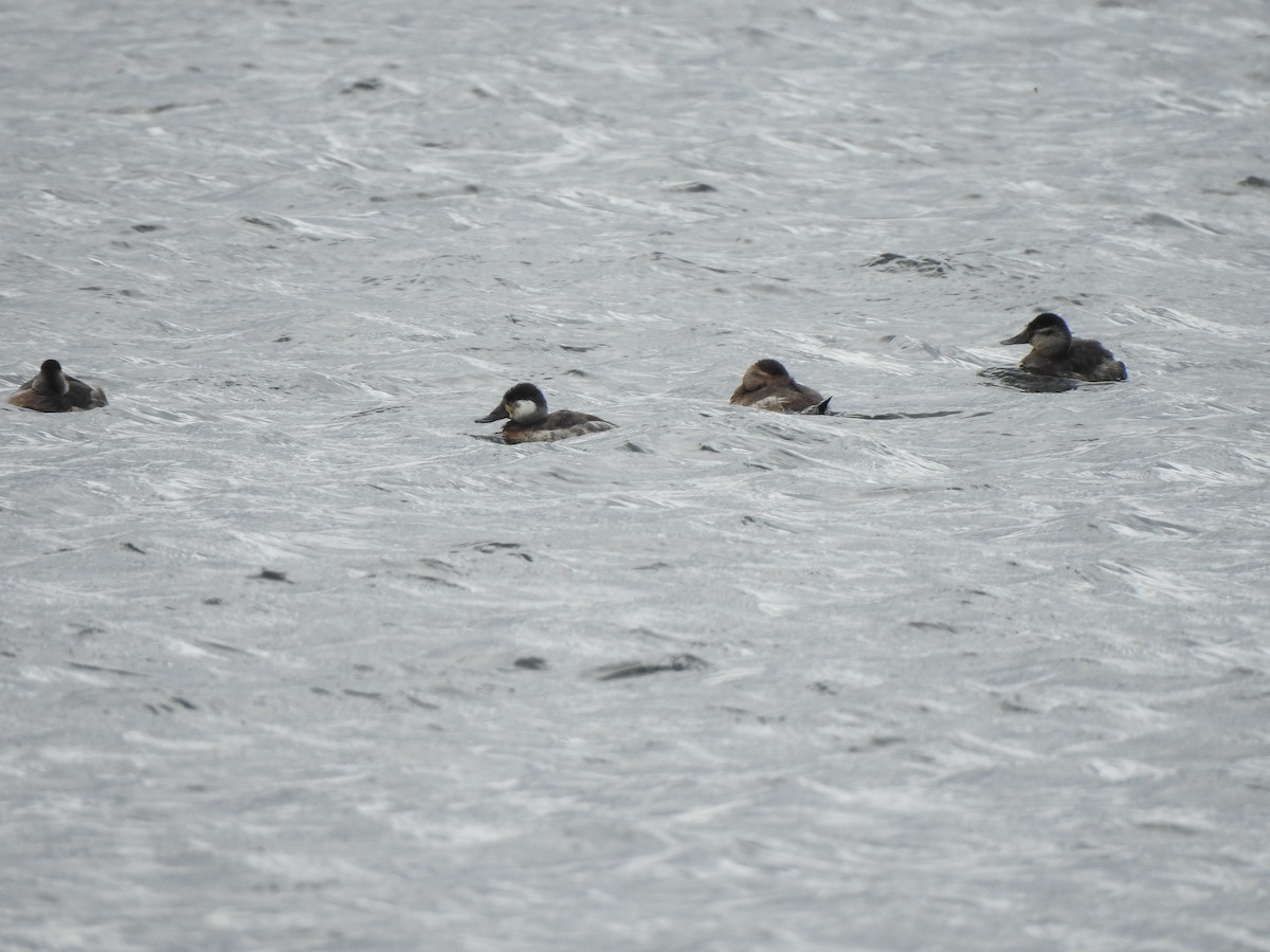 Ruddy Duck - Matthew Dudziak