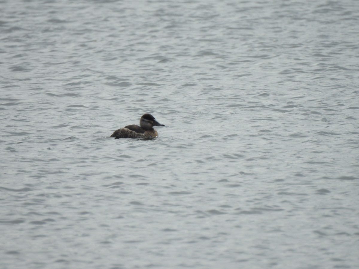 Ruddy Duck - Matthew Dudziak