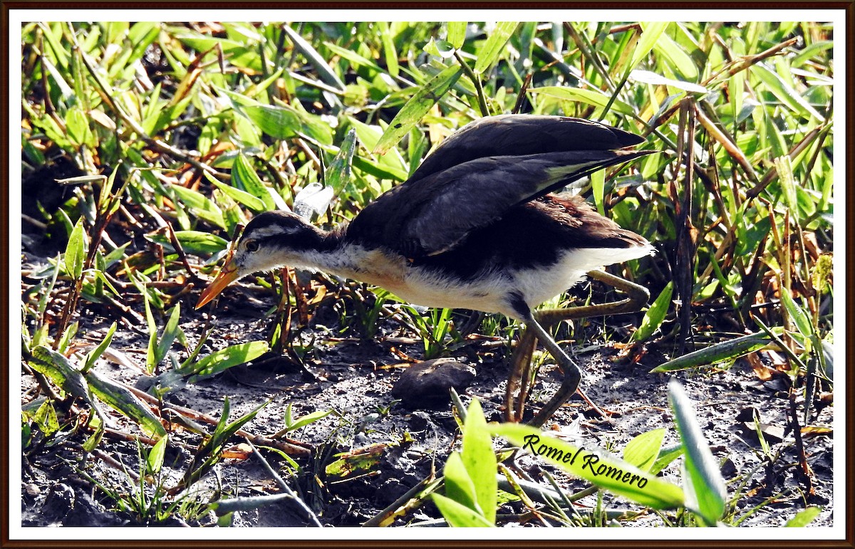 Northern Jacana - Romel Romero