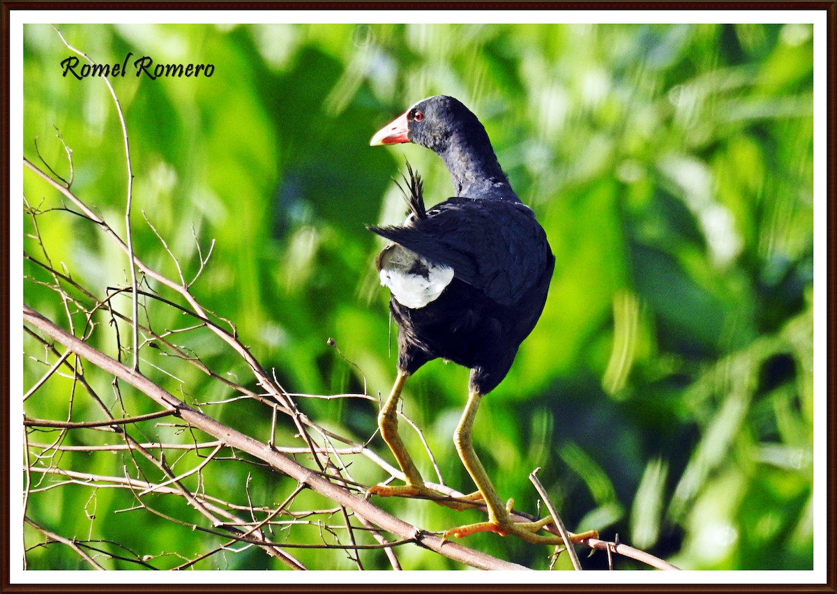 Purple Gallinule - Romel Romero