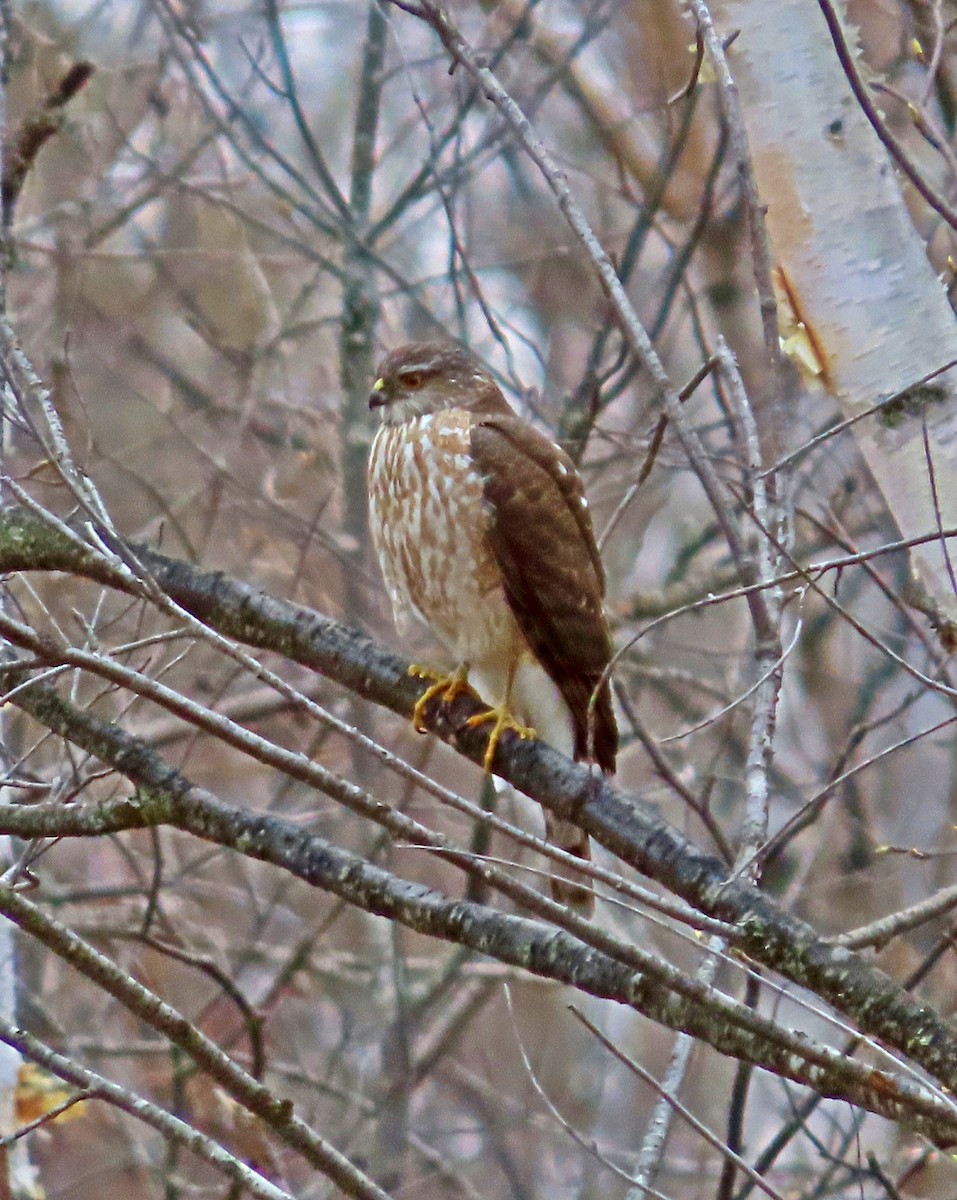 Sharp-shinned Hawk - ML329044621