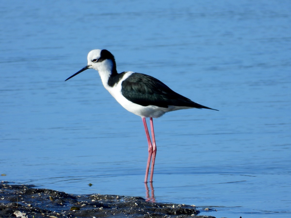 Black-necked Stilt - ML329045291