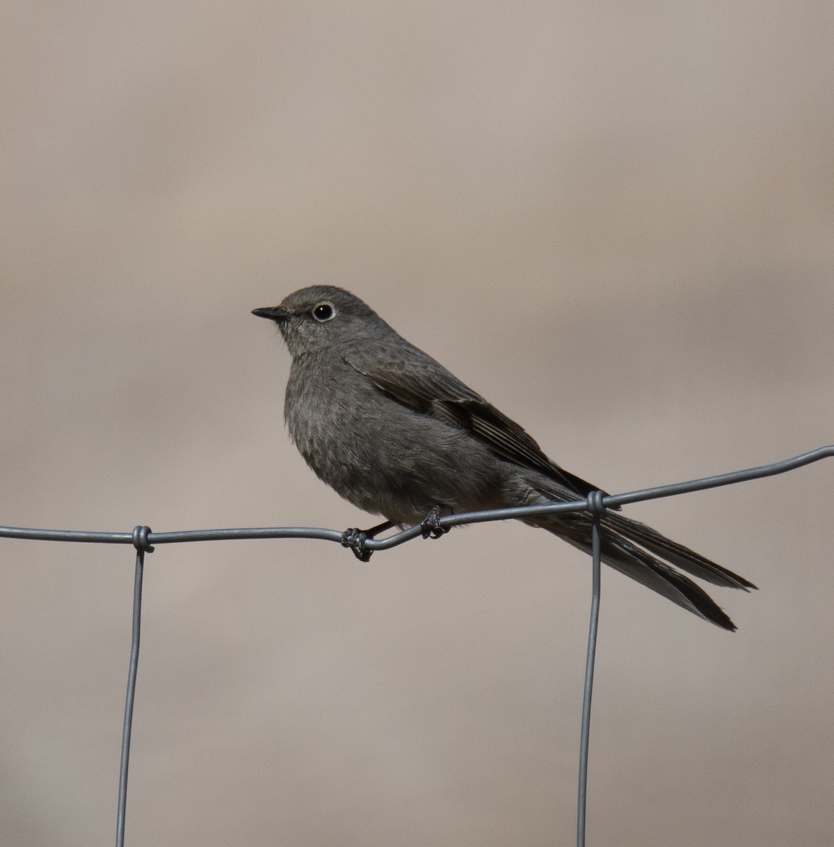 Townsend's Solitaire - ML329045441