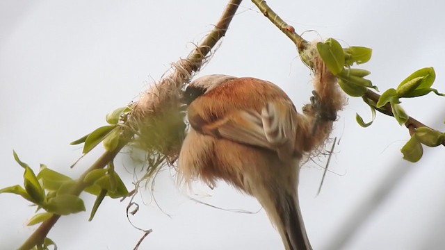 Eurasian Penduline-Tit - ML329045811