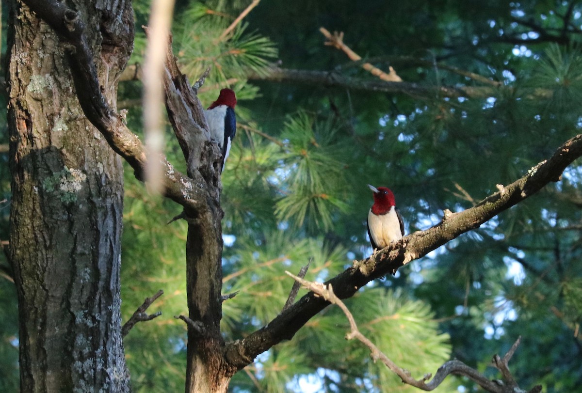 Red-headed Woodpecker - ML32904671