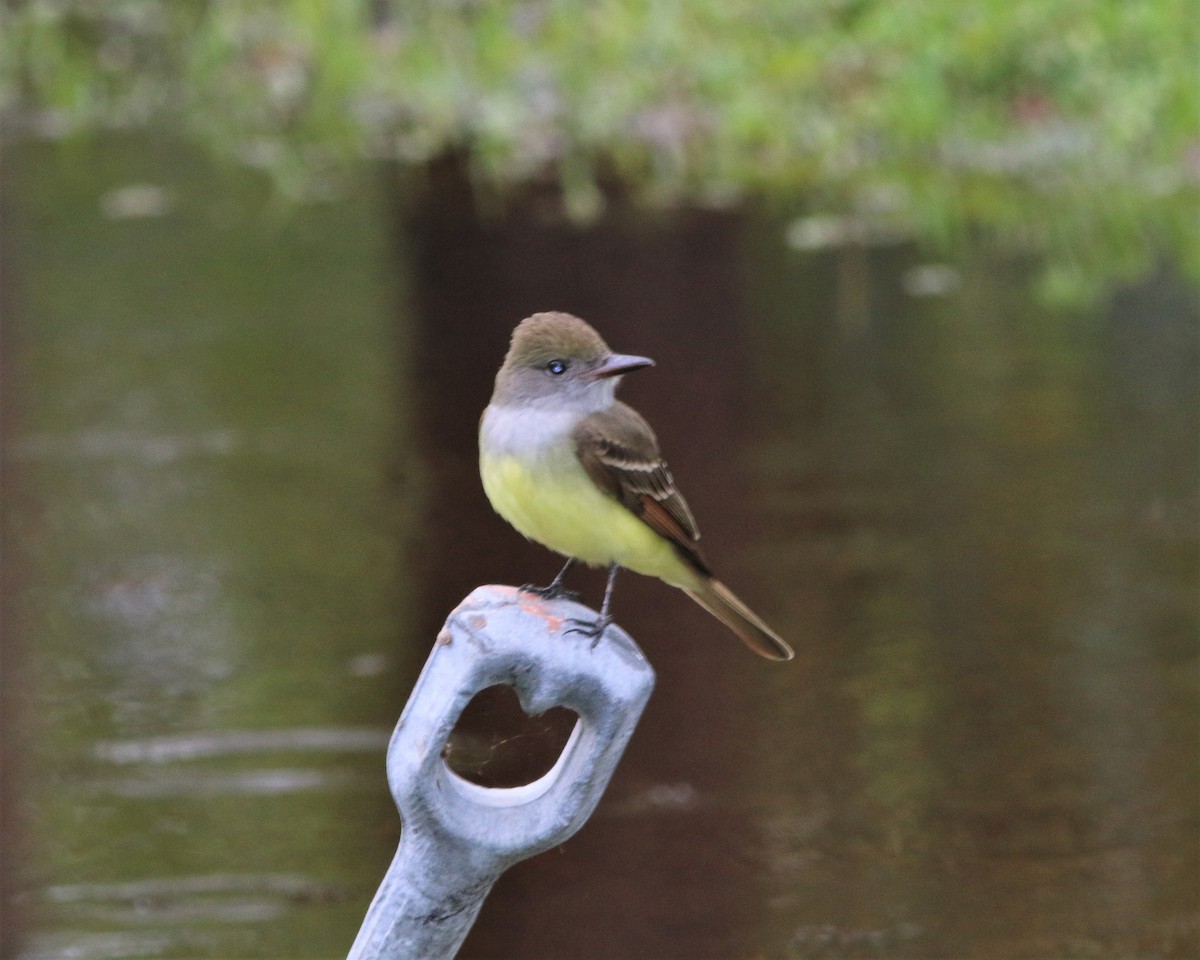 Great Crested Flycatcher - Rick Kittinger