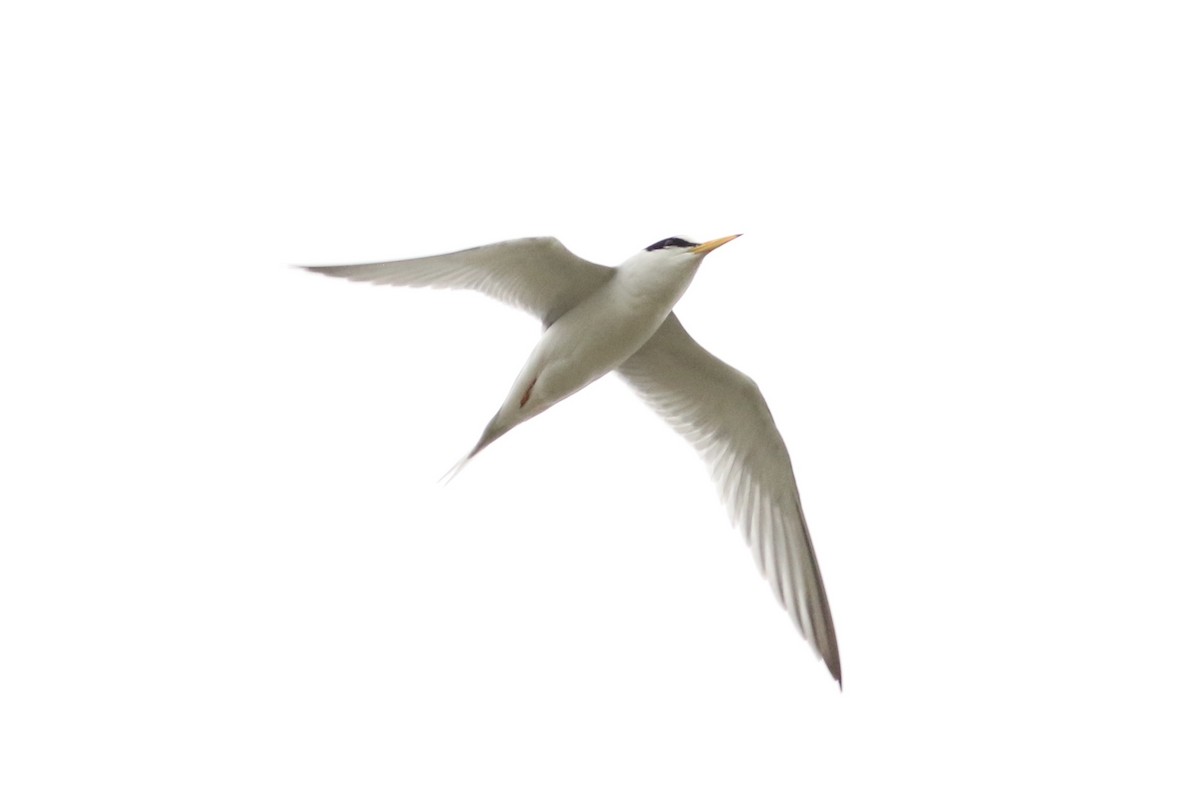 Least Tern - ML329047101