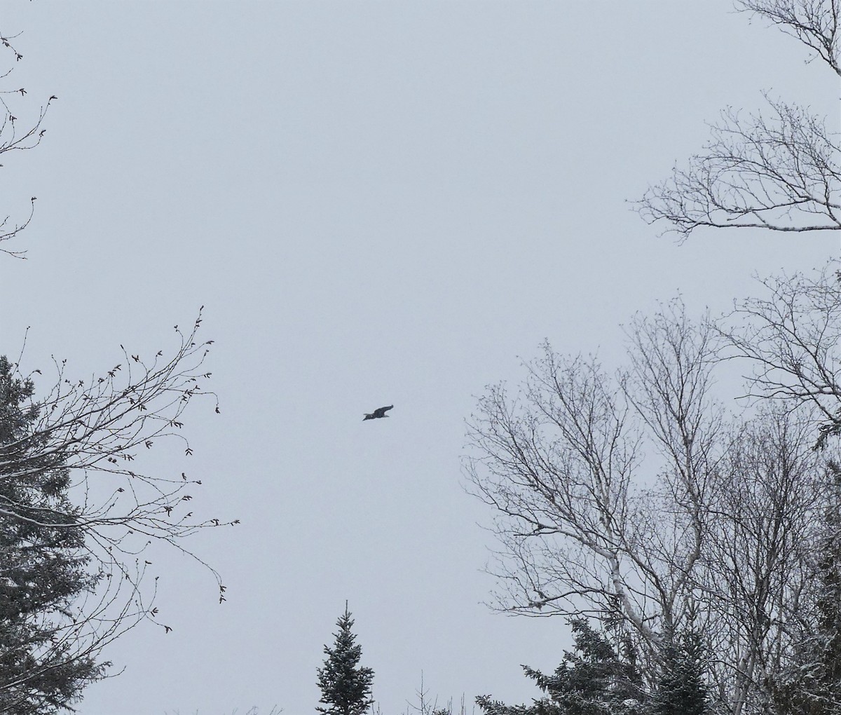 Bald Eagle - ML329047441