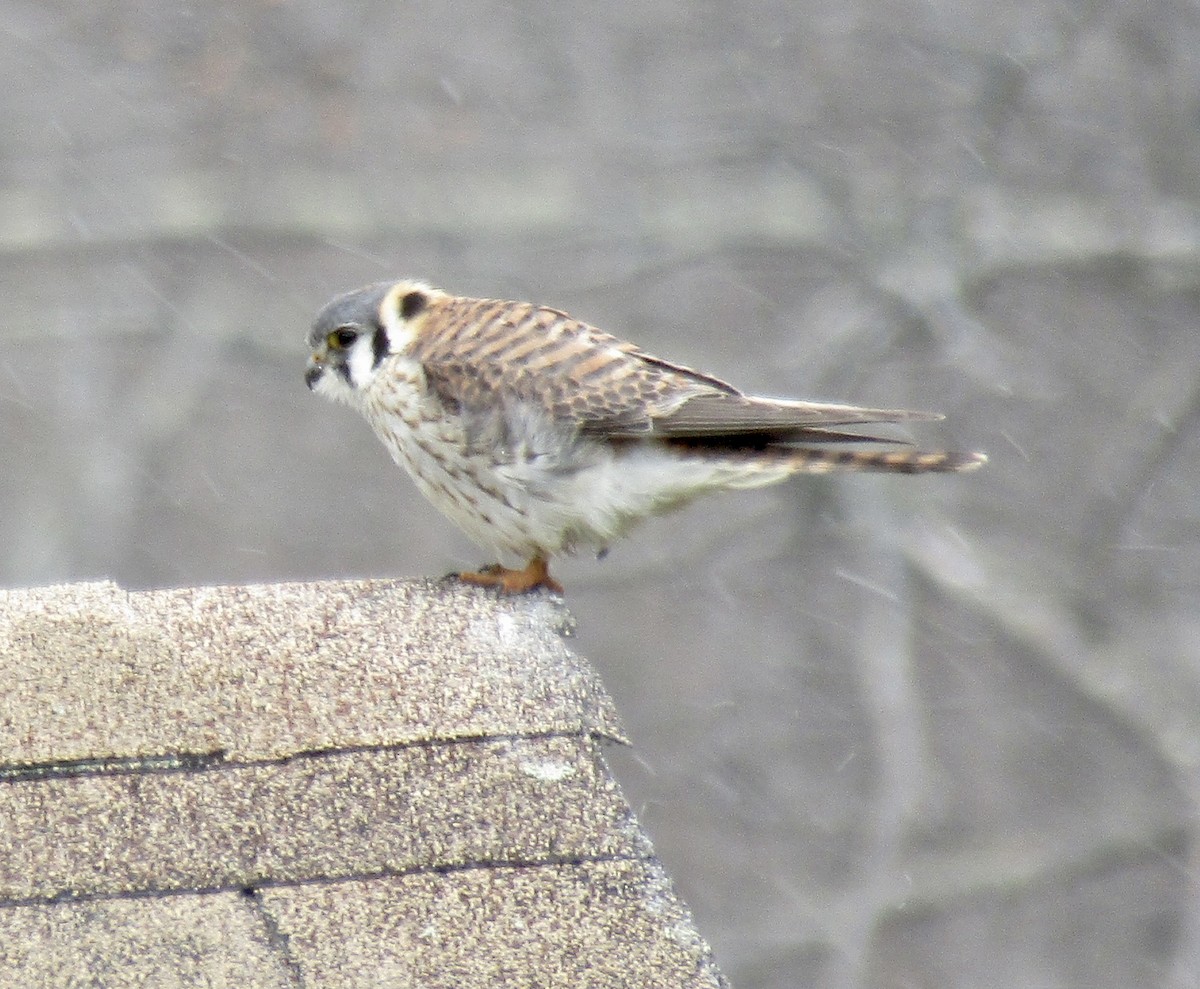 American Kestrel - ML329048591