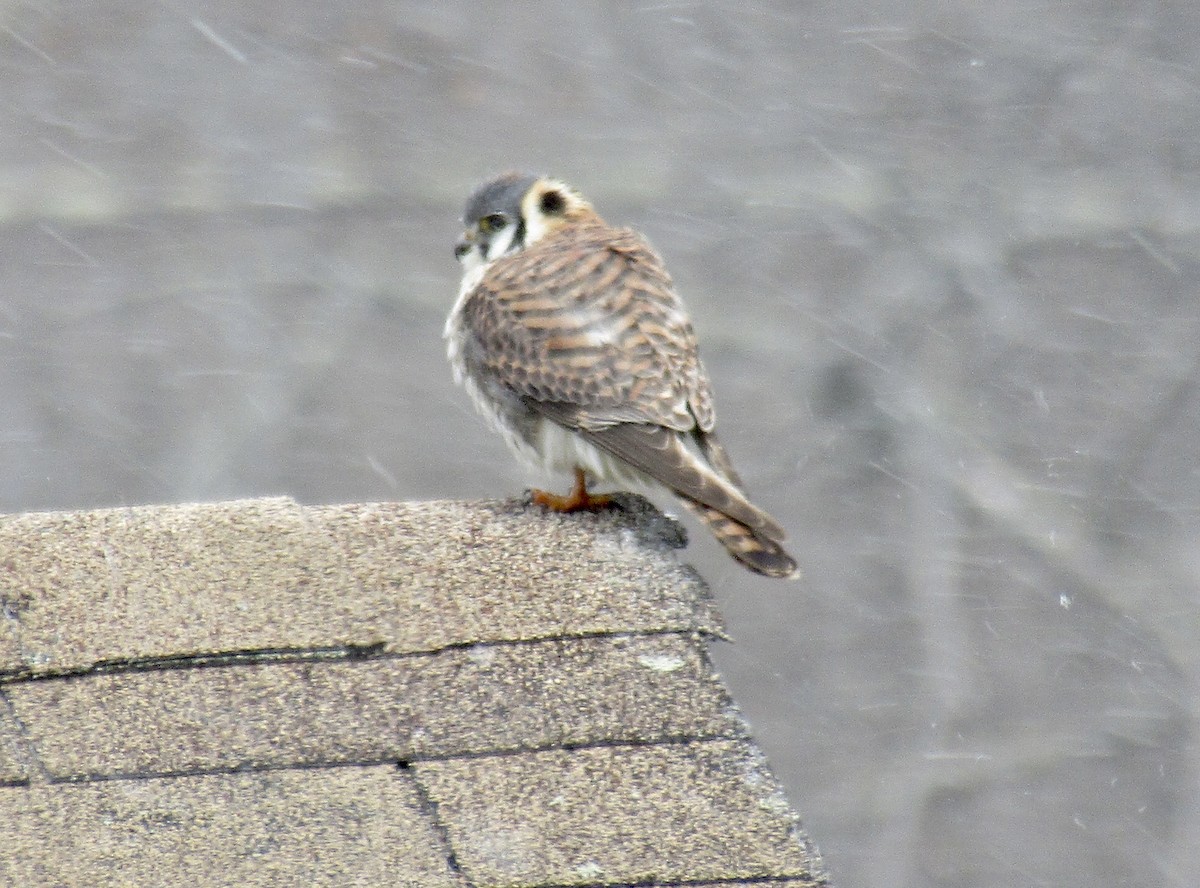 American Kestrel - ML329048631