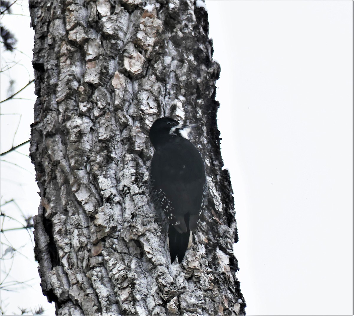 Black-backed Woodpecker - Marco Beaulieu