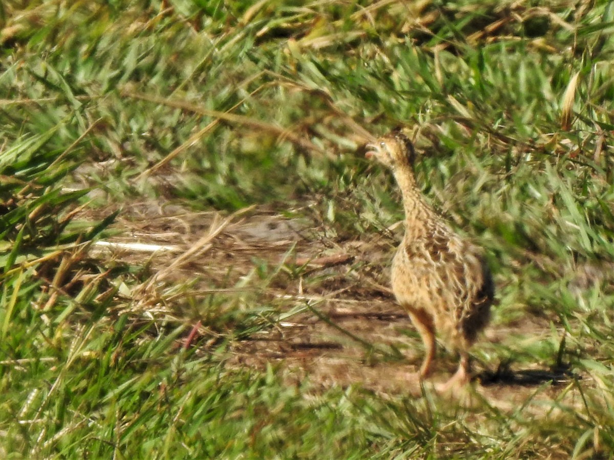 Red-winged Tinamou - ML329049681