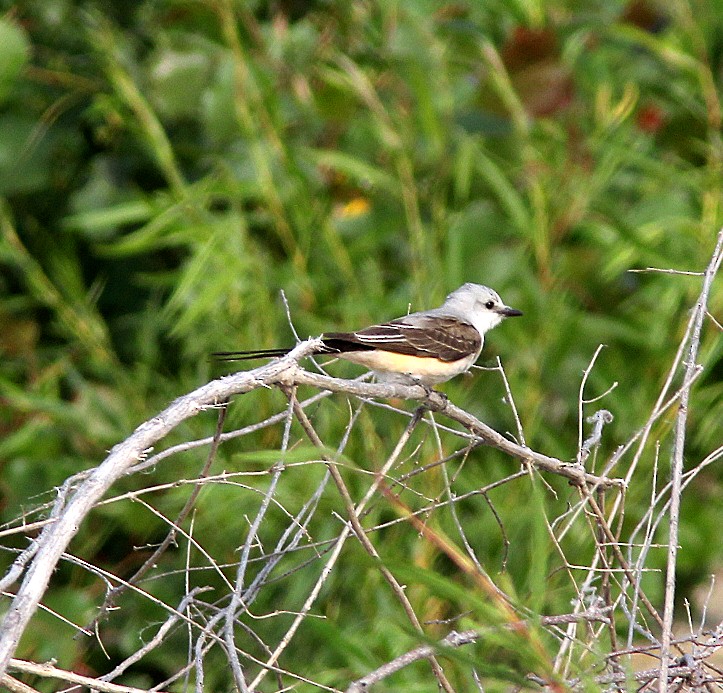 Scissor-tailed Flycatcher - ML329049701