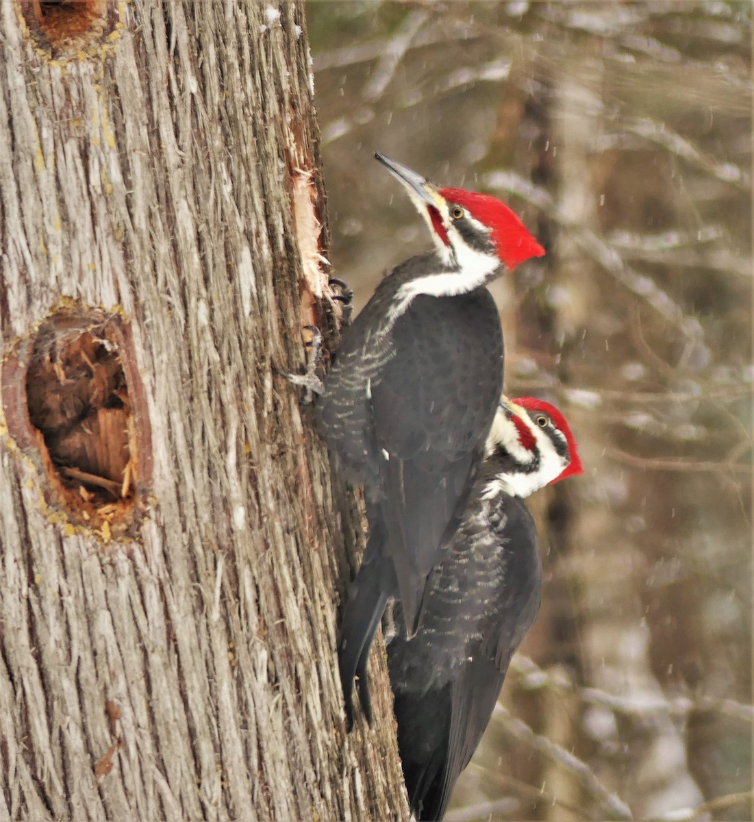 Pileated Woodpecker - Marco Beaulieu