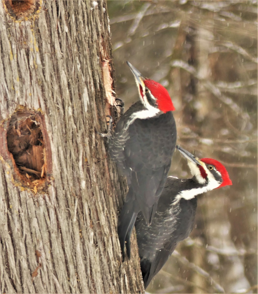 Pileated Woodpecker - Marco Beaulieu