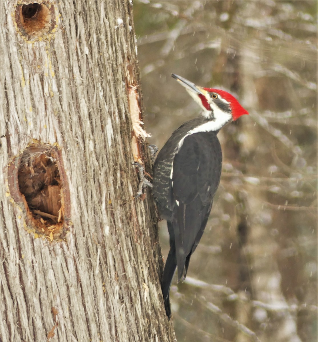 Pileated Woodpecker - Marco Beaulieu