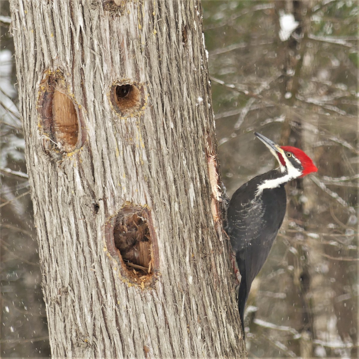 Pileated Woodpecker - Marco Beaulieu