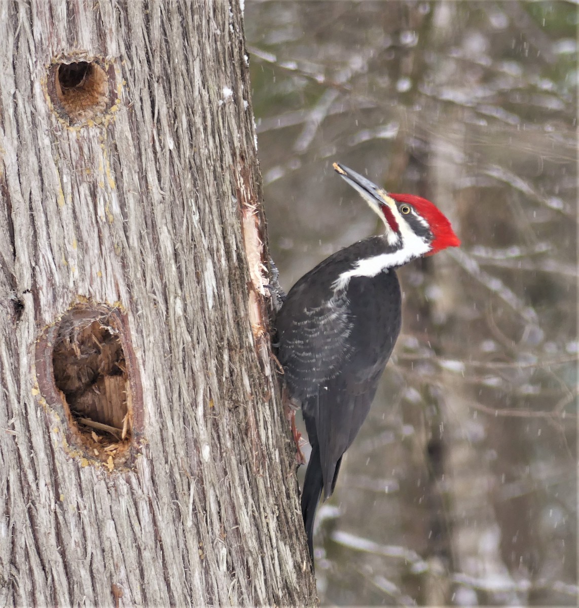 Pileated Woodpecker - Marco Beaulieu