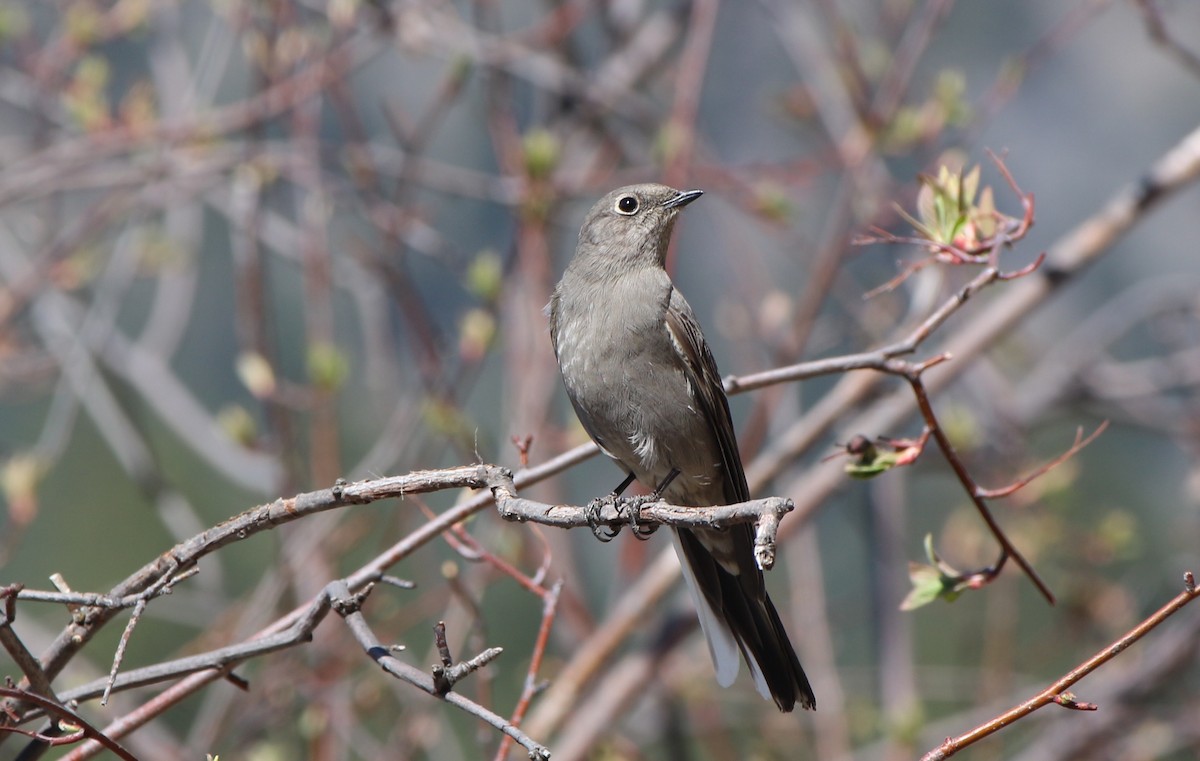 Townsend's Solitaire - ML329050851