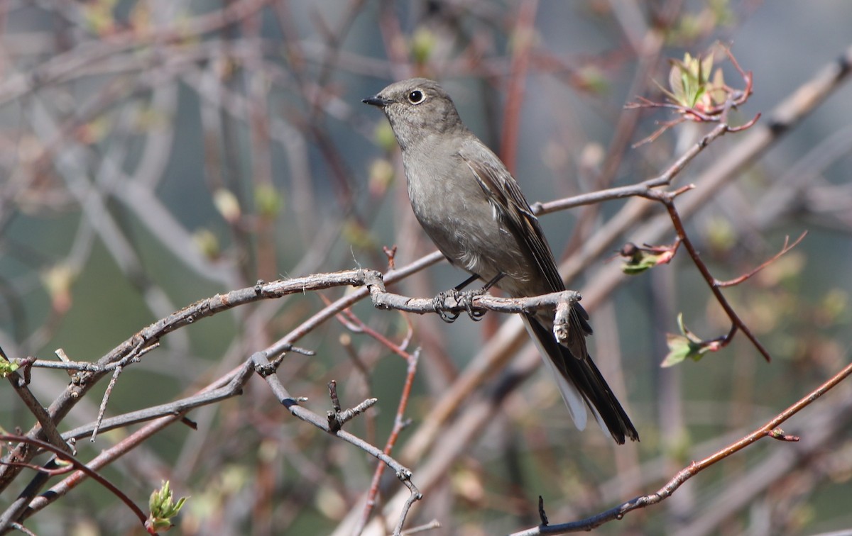 Townsend's Solitaire - ML329050871
