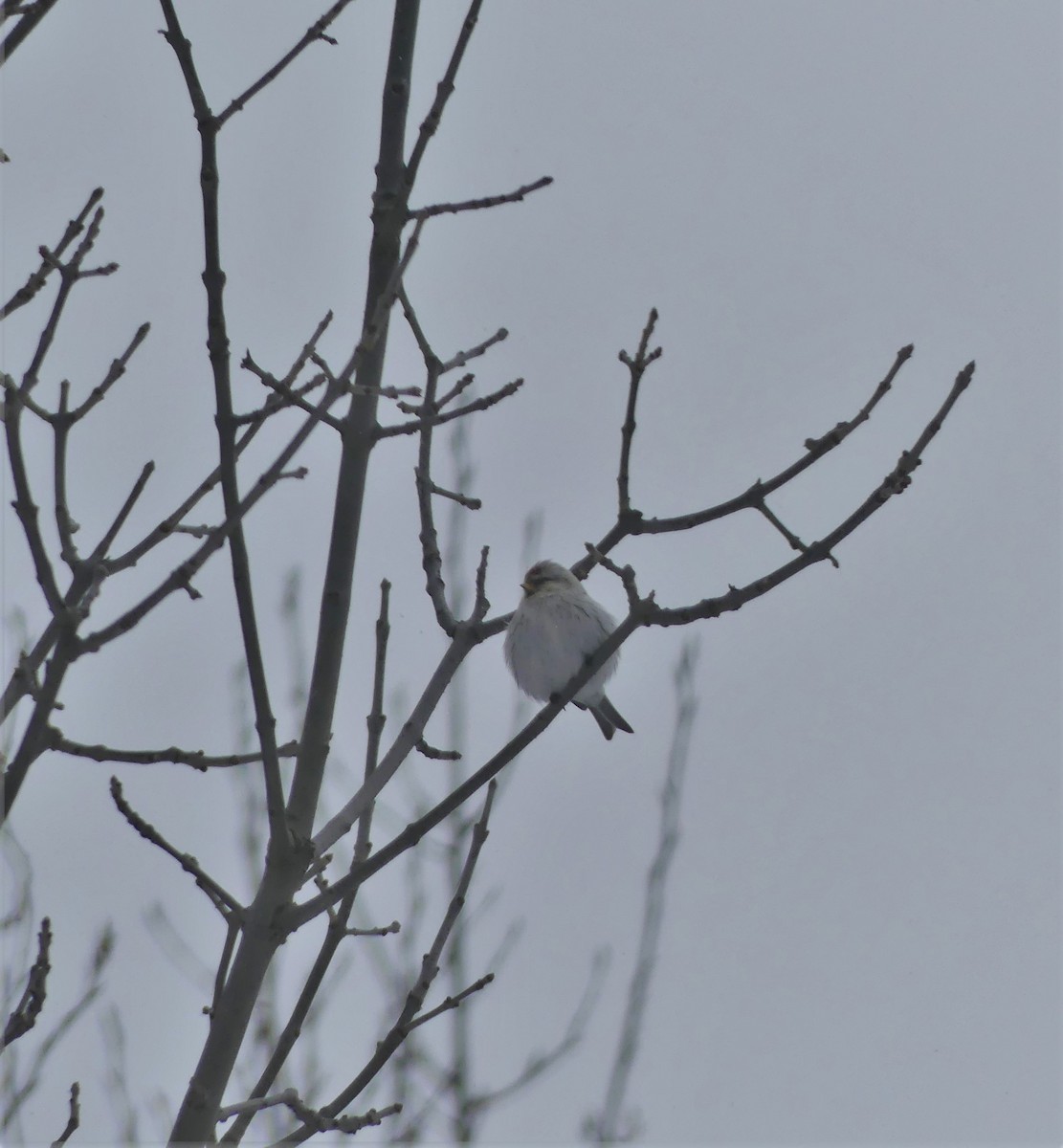 Hoary Redpoll - ML329051851