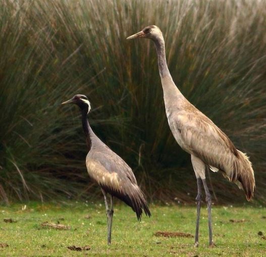 Demoiselle Crane - ML329053551