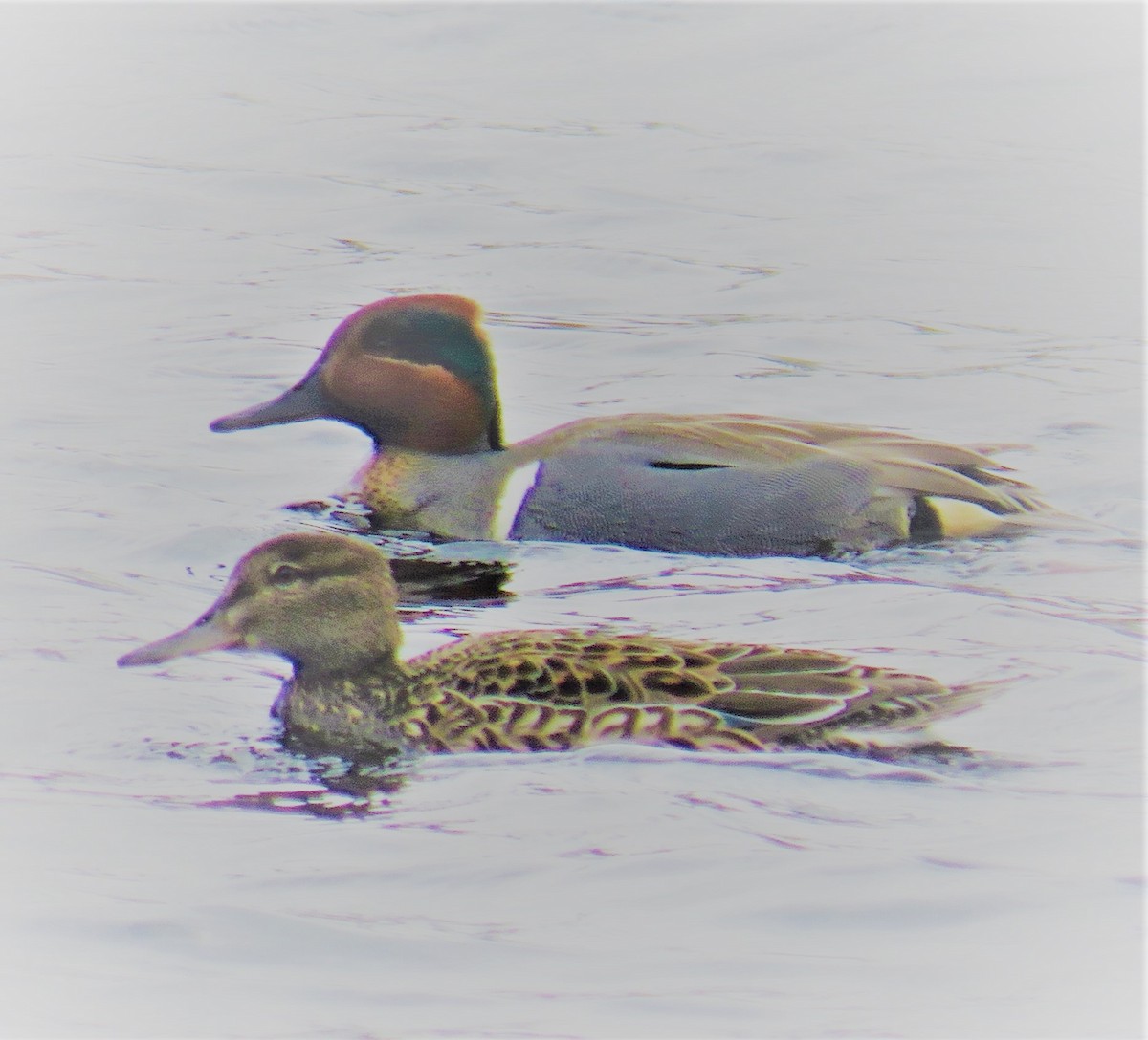 Green-winged Teal - kaye edmonds