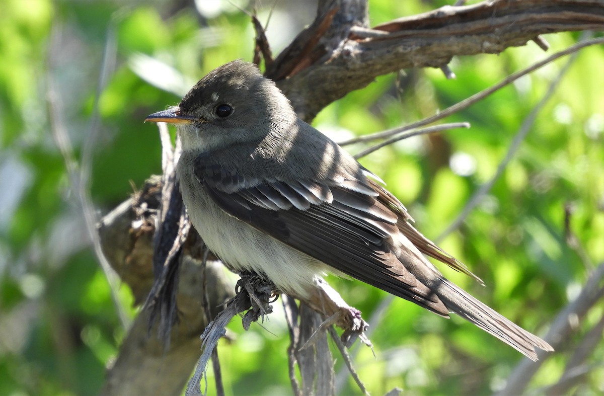 Eastern Wood-Pewee - Russlyn M