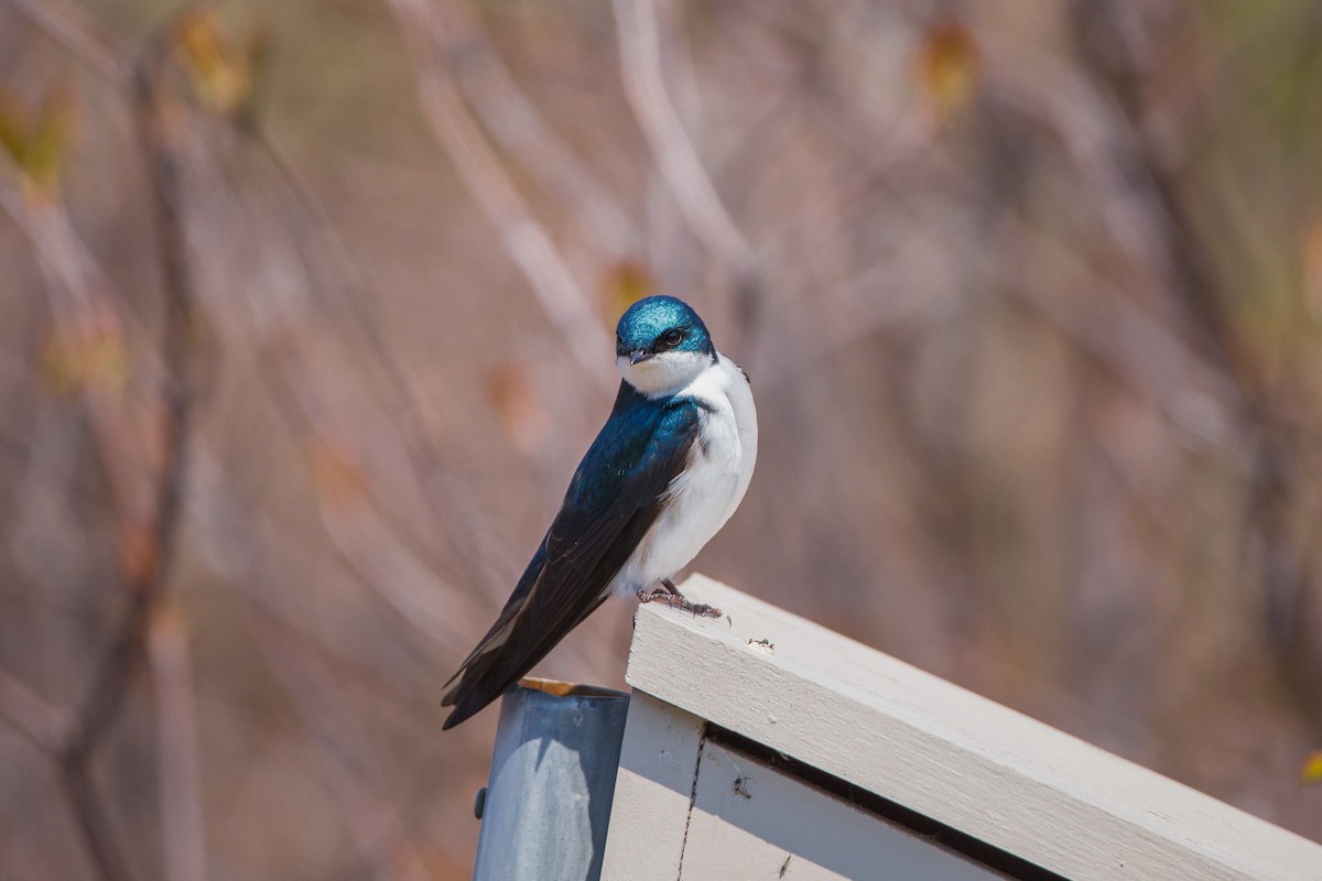 Tree Swallow - ML329057361