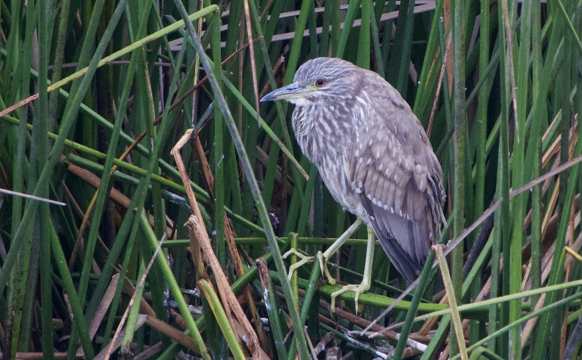 Black-crowned Night Heron - John Callender