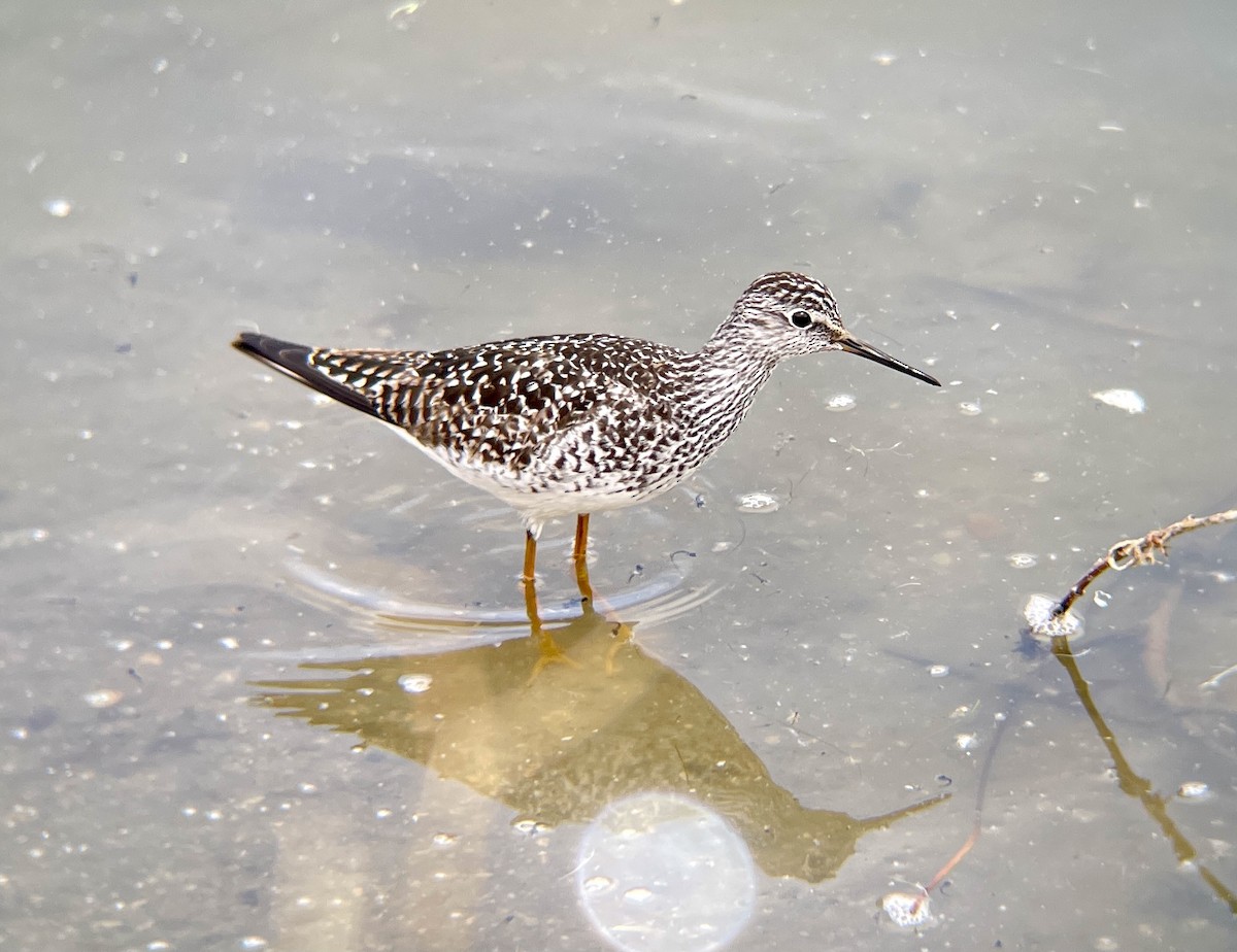 Lesser Yellowlegs - ML329058331