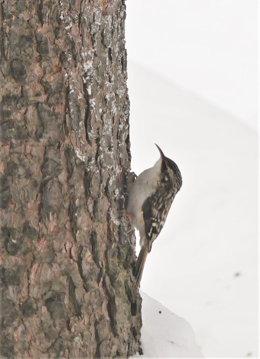 Brown Creeper - ML329058401