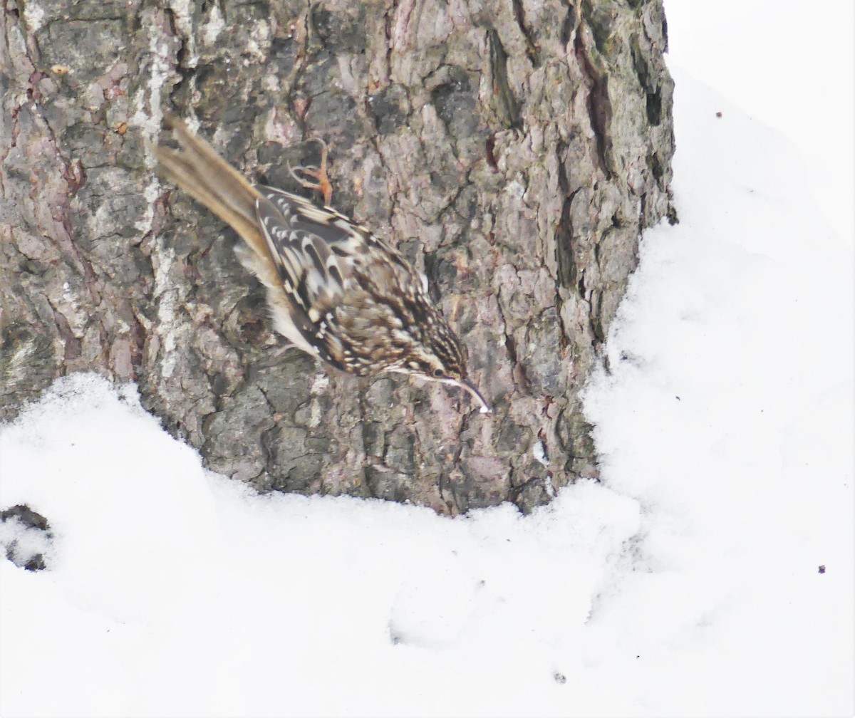 Brown Creeper - Marco Beaulieu