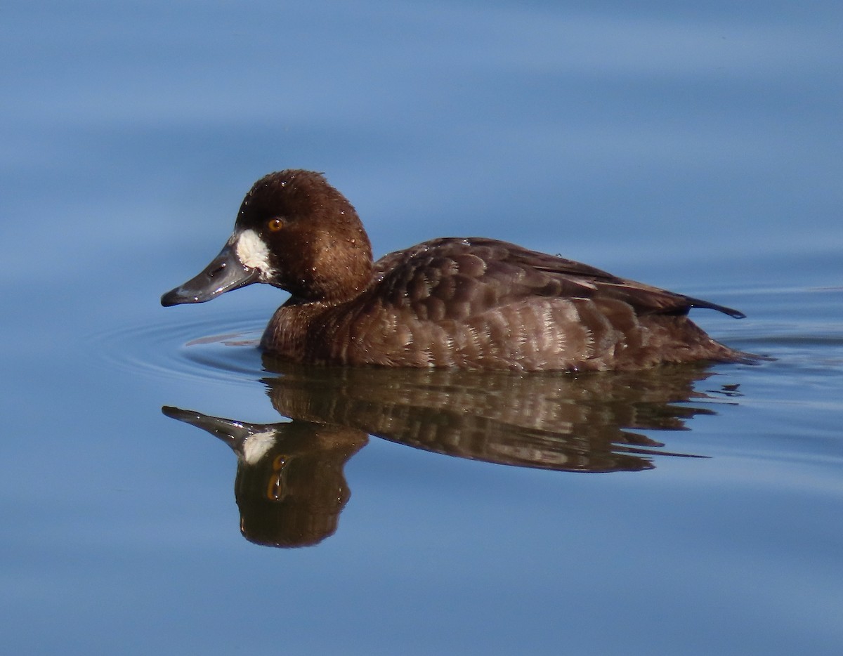 Lesser Scaup - ML329058581