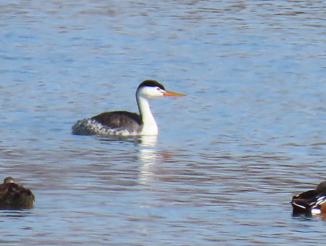 Clark's Grebe - ML329058621