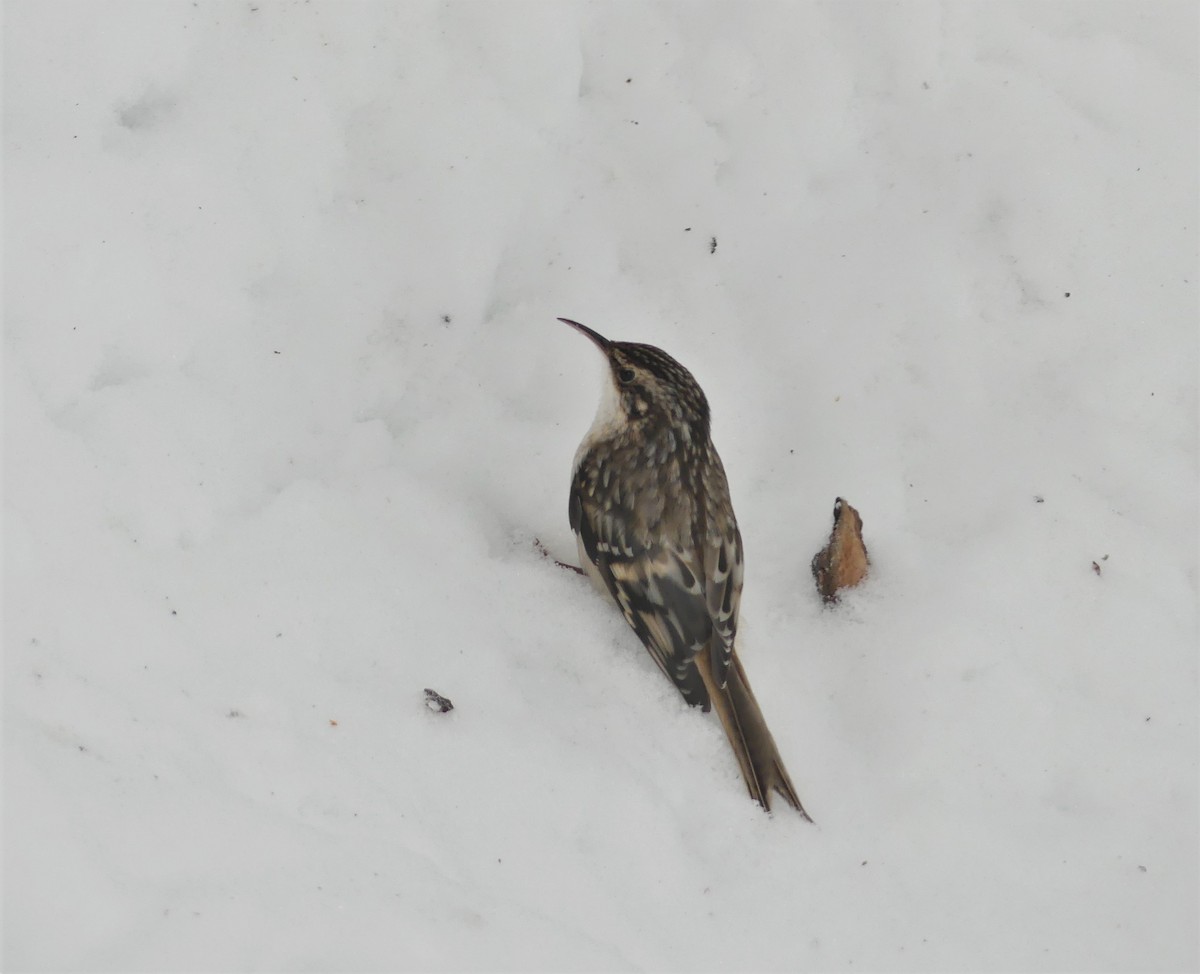 Brown Creeper - Marco Beaulieu