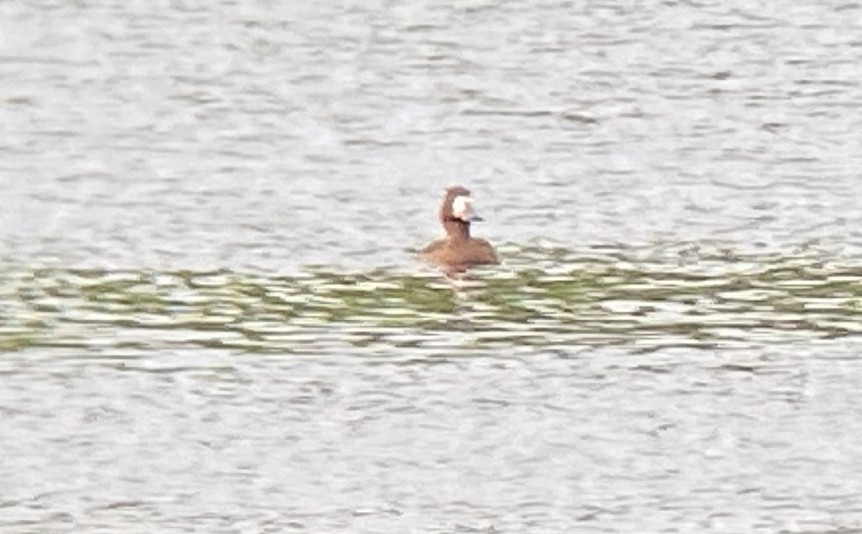 Greater Scaup - ML329062841