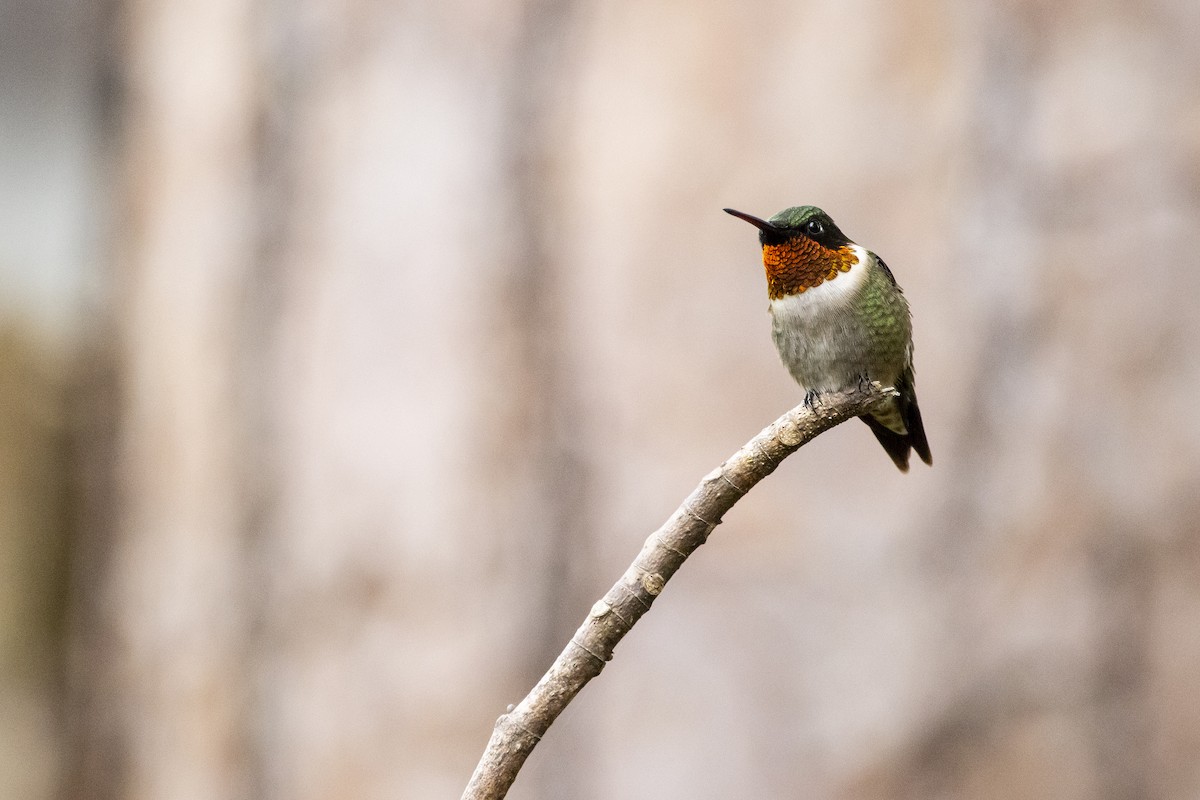 Ruby-throated Hummingbird - Andy Wraithmell