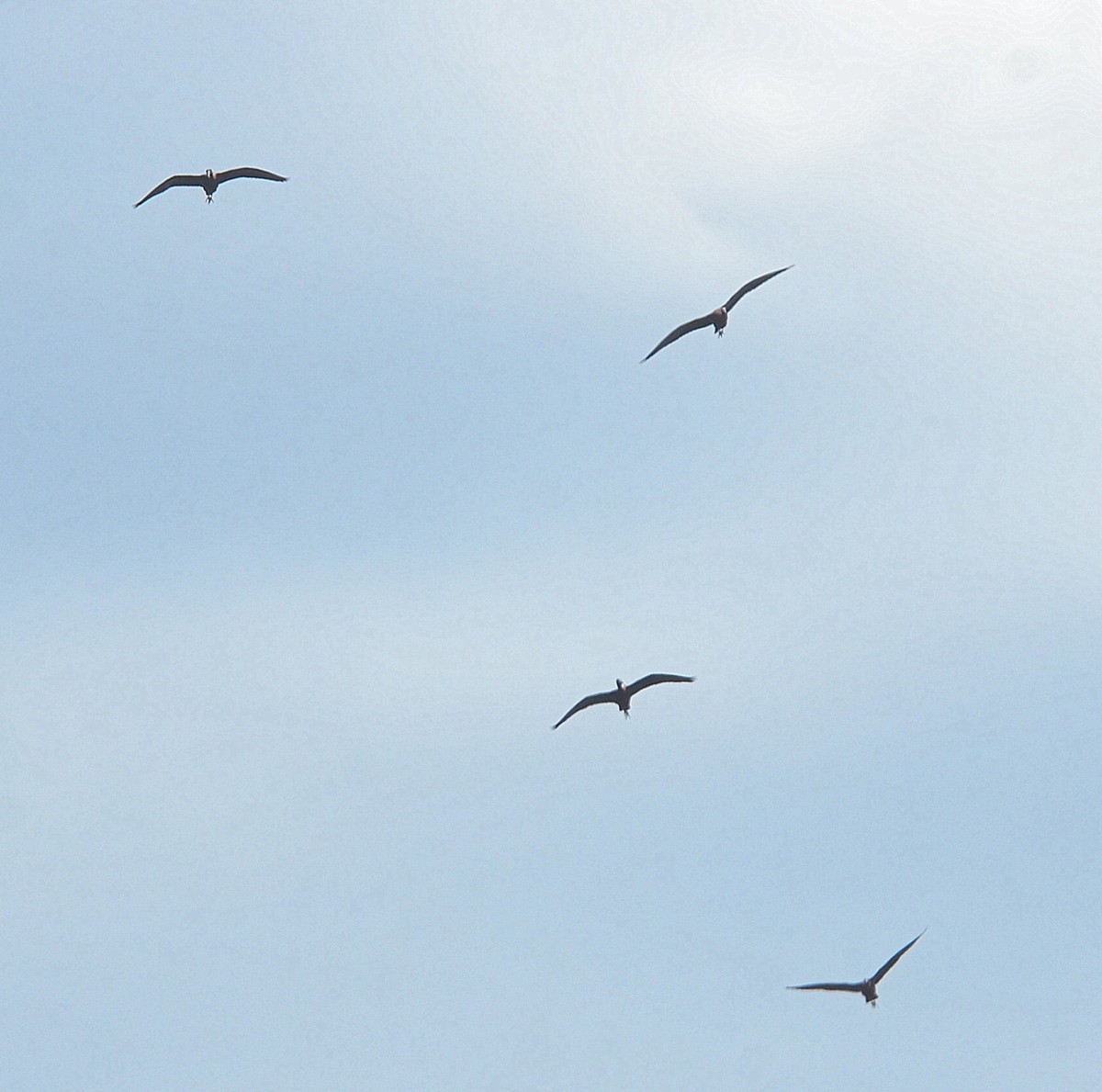 ibis hnědý - ML329064101