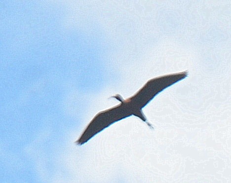ibis hnědý - ML329064161