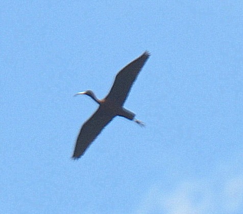 ibis hnědý - ML329064221