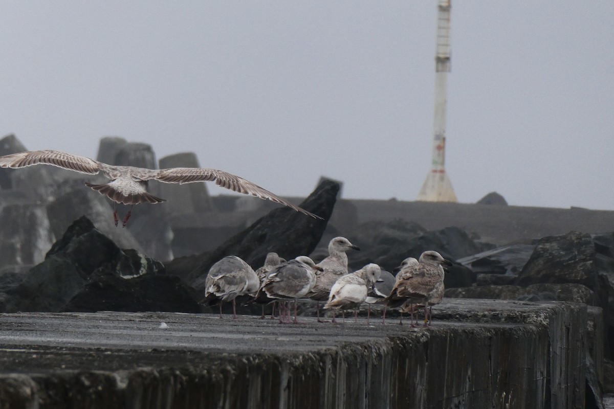 Glaucous-winged Gull - ML329064871