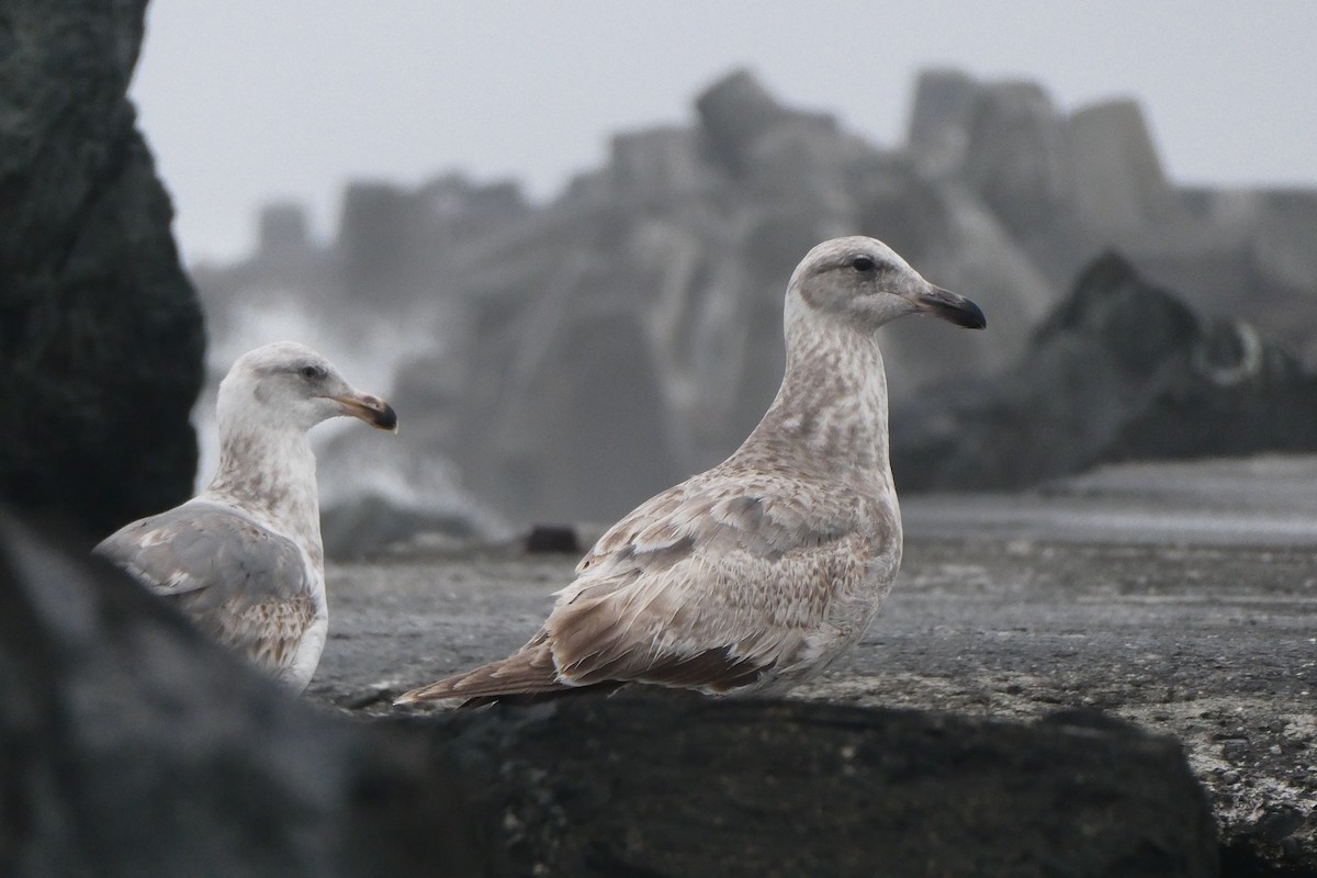 Glaucous-winged Gull - ML329064881