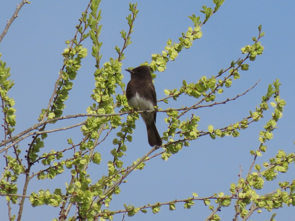 Black Phoebe - ML329065601