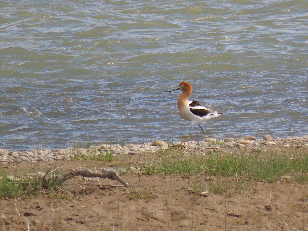 American Avocet - ML329066851