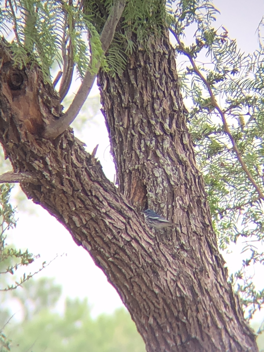 Cerulean Warbler - ML329069001