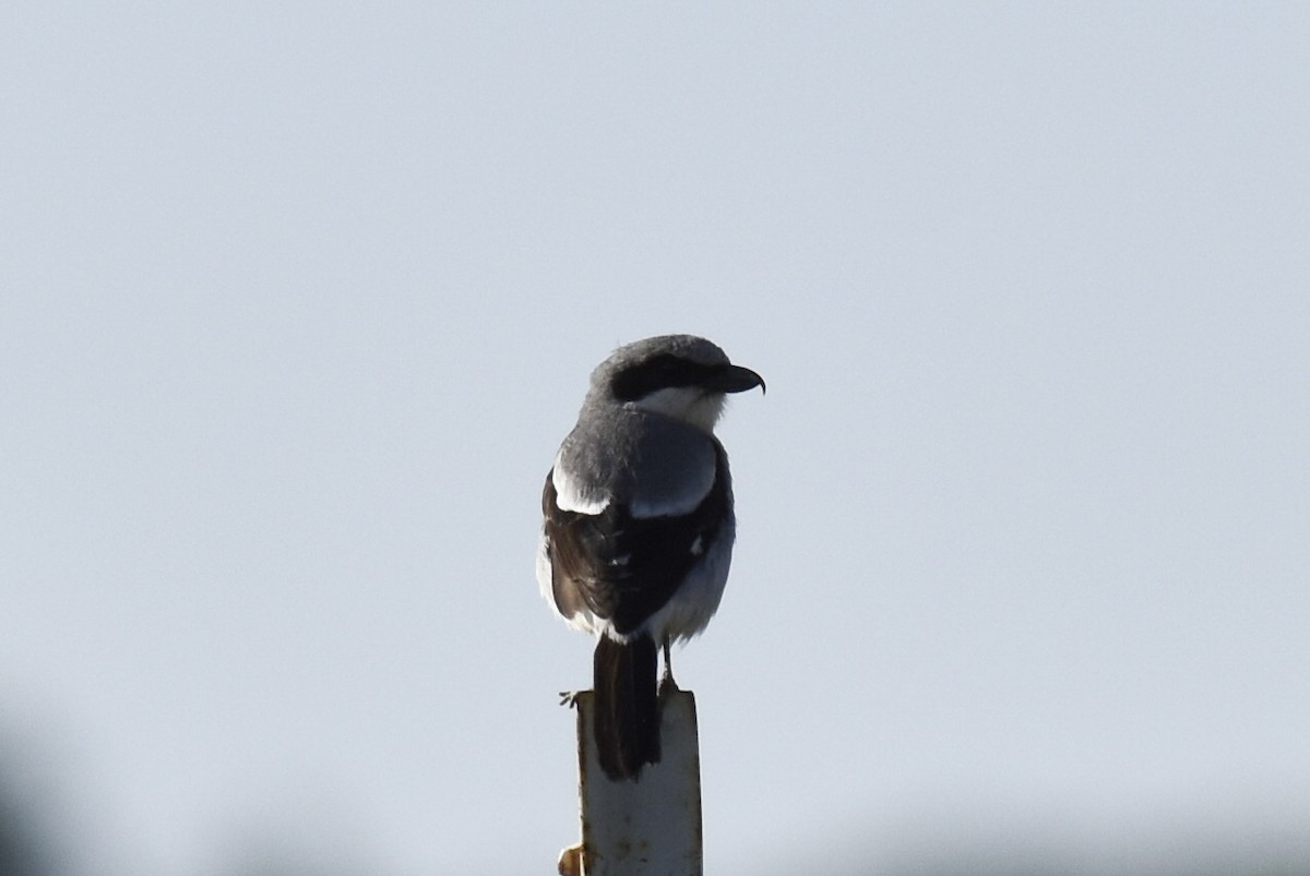 Loggerhead Shrike - Max Brodie